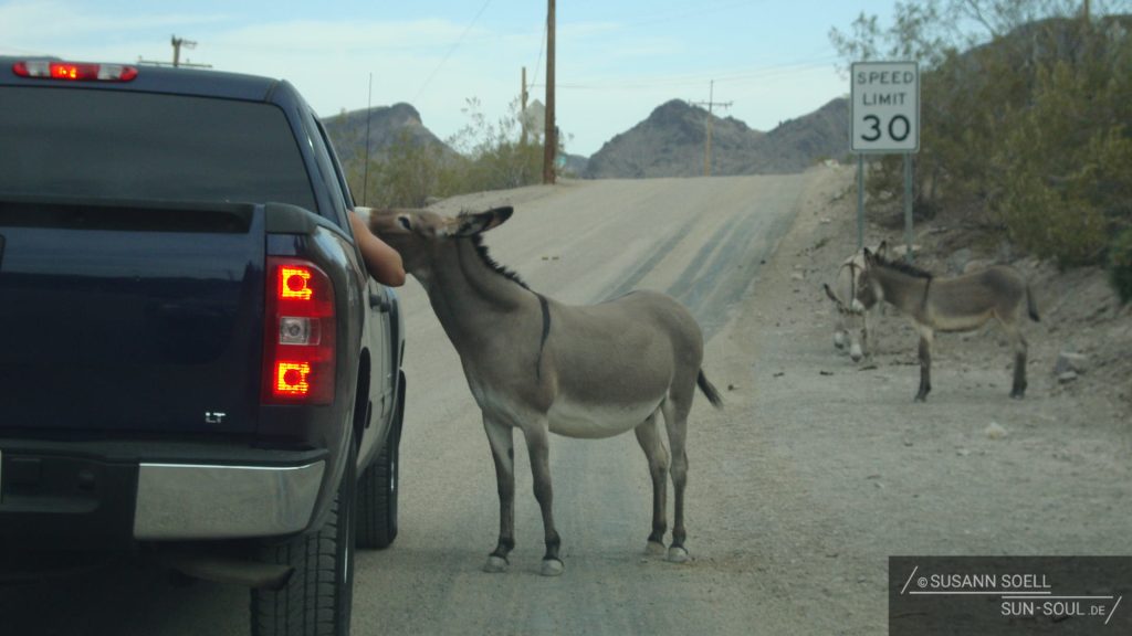 Wilder Esel (ein sogenannter borro) in Oatman, der durchs geöffnete Autofenster schaut