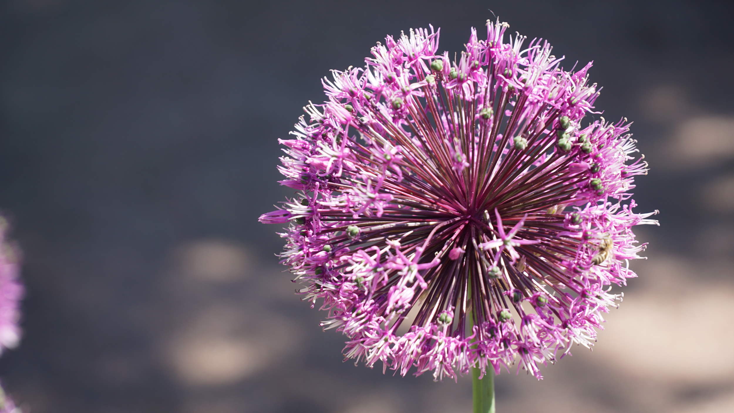 Pink, weiße Blume aus dem Trädgårdsföreningen Park in Göteborg