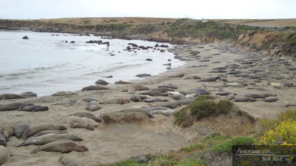 Am Strand Piedras Blancas tummeln sich See-Elefanten