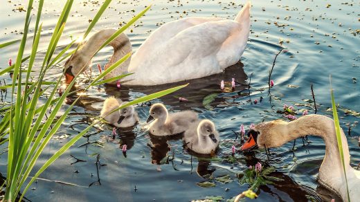 Schwanenfamilie auf einem Teich